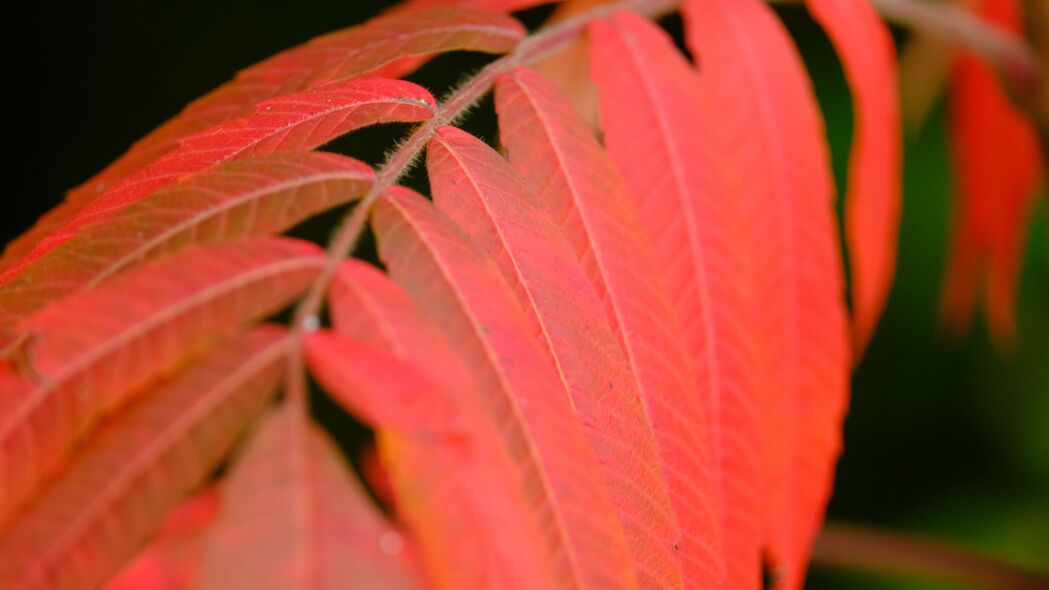 叶子 茎 红色 秋天 宏观 4k壁纸 3840x2160