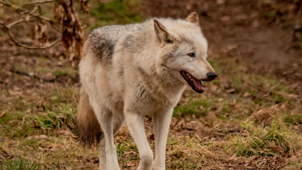 狼 动物 捕食者 灰色 野生动物 4k壁纸 3840x2160
