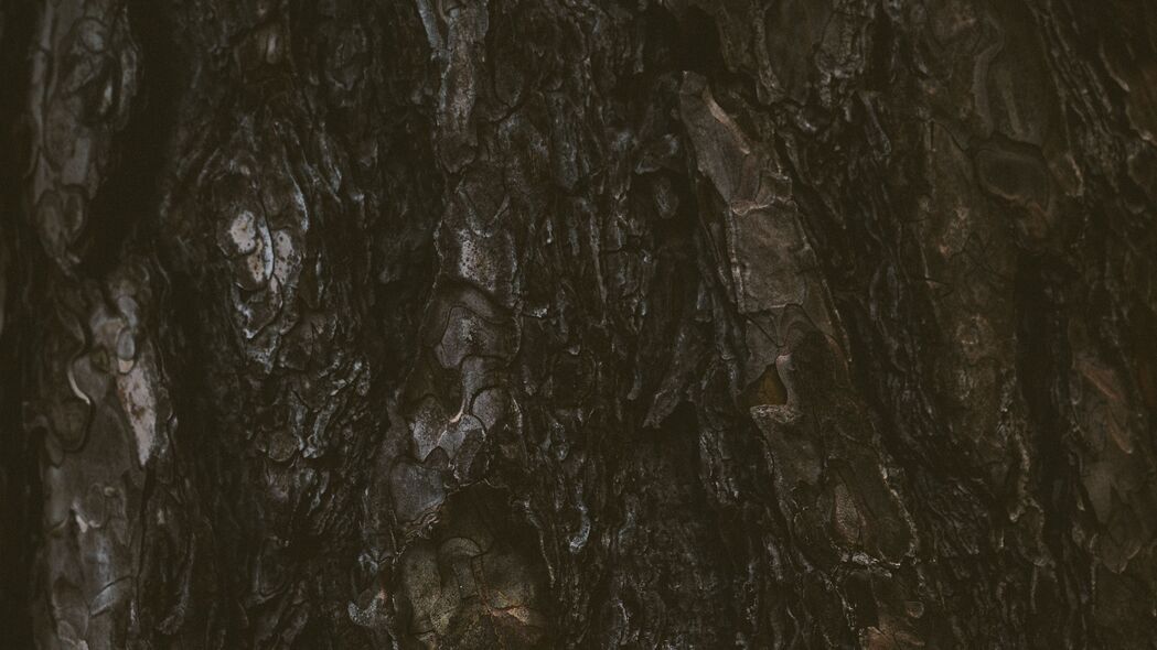 树 树皮 纹理 浮雕 深色 4k壁纸 3840x2160