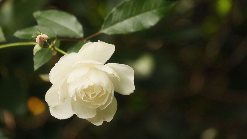 玫瑰 花 花瓣 白色 微距 模糊 4k壁纸 3840x2160