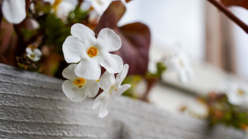 花朵 植物 白色 宏观 4k壁纸 3840x2160
