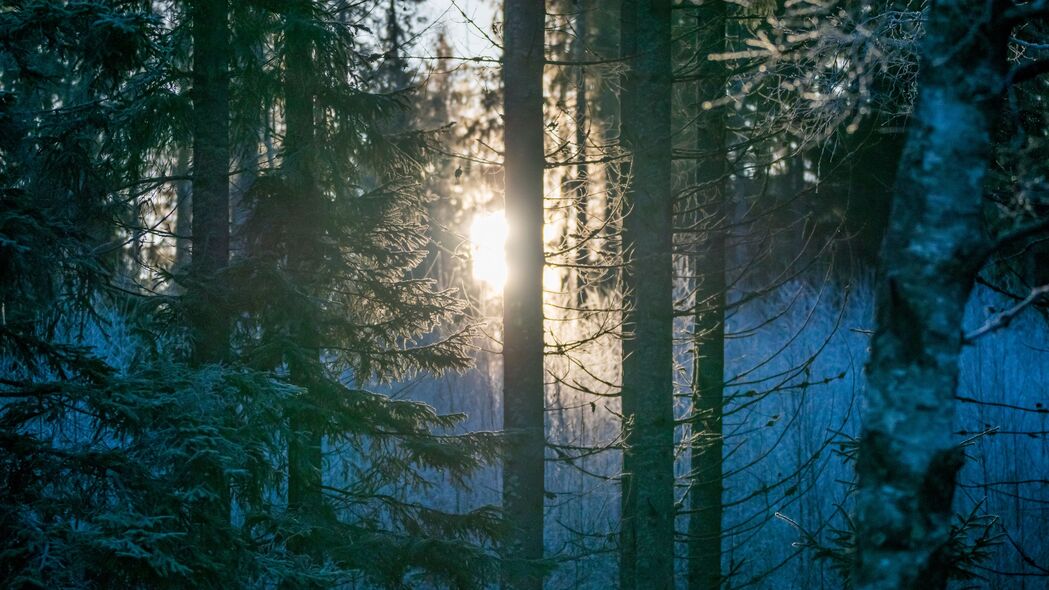 森林 树木 阳光 光线 早晨 自然 4k壁纸 3840x2160