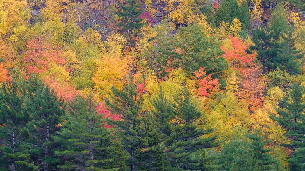 森林 树木 斜坡 秋天 彩色 4k壁纸 3840x2160