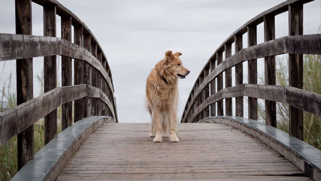 狗 宠物 动物 桥梁 树 4k壁纸 3840x2160