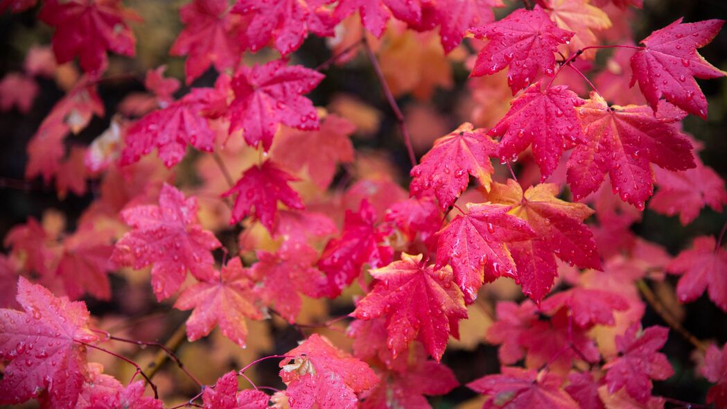 枫木 树枝 树叶 红色 潮湿 秋季 4k壁纸 3840x2160