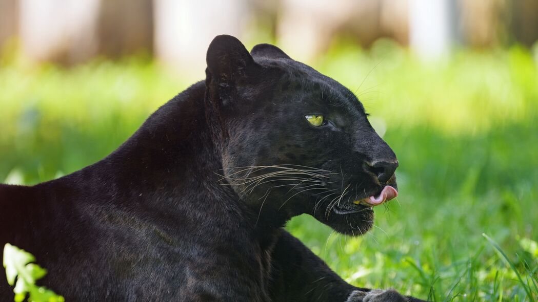 美洲豹 动物 大猫 突出的舌头 黑色 4k壁纸 3840x2160