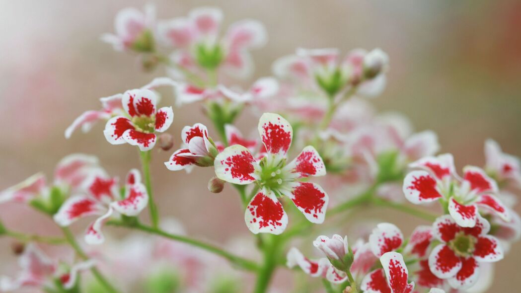 花朵 花瓣 植物 红色 白色 宏观 4k壁纸 3840x2160