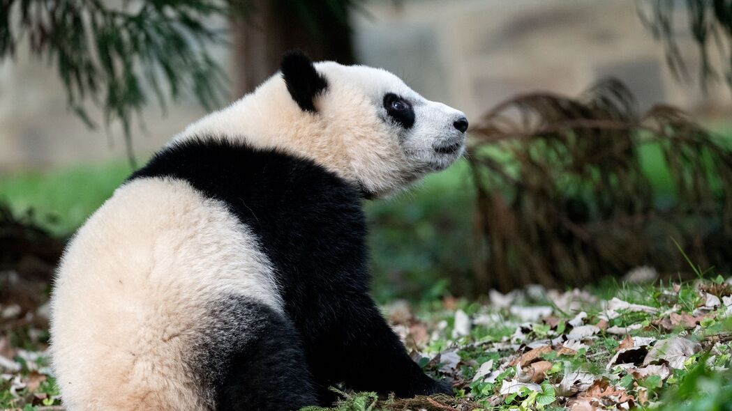 熊猫 动物 有趣 可爱的 4k壁纸 3840x2160