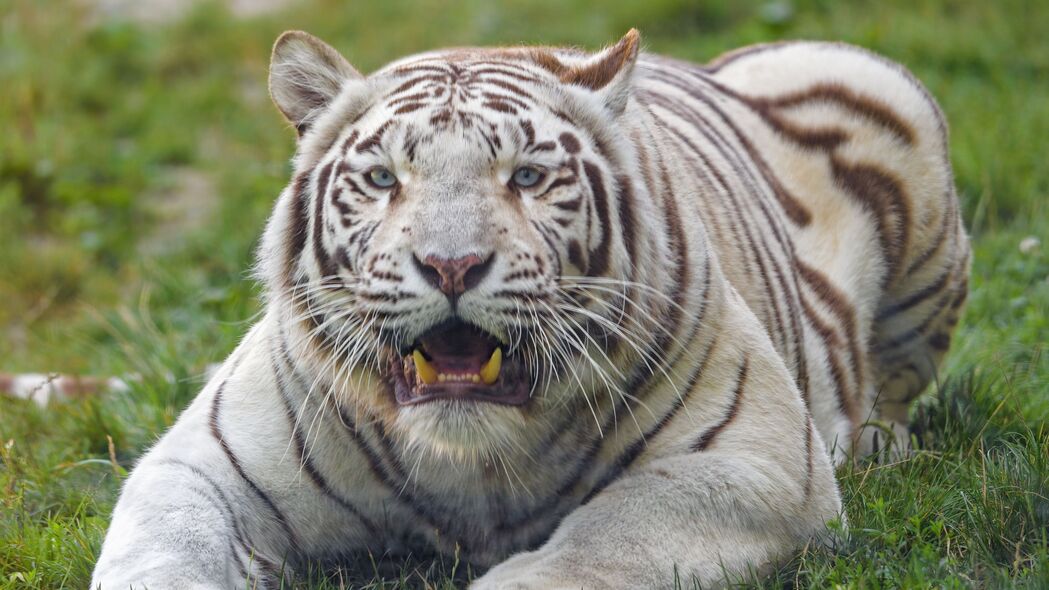 孟加拉虎 老虎 白色 獠牙 捕食者 动物 4k壁纸 3840x2160