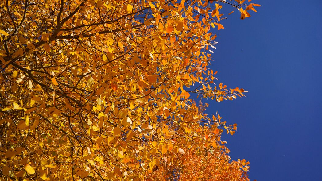 树 树枝 树叶 黄色 秋季 4k壁纸 3840x2160