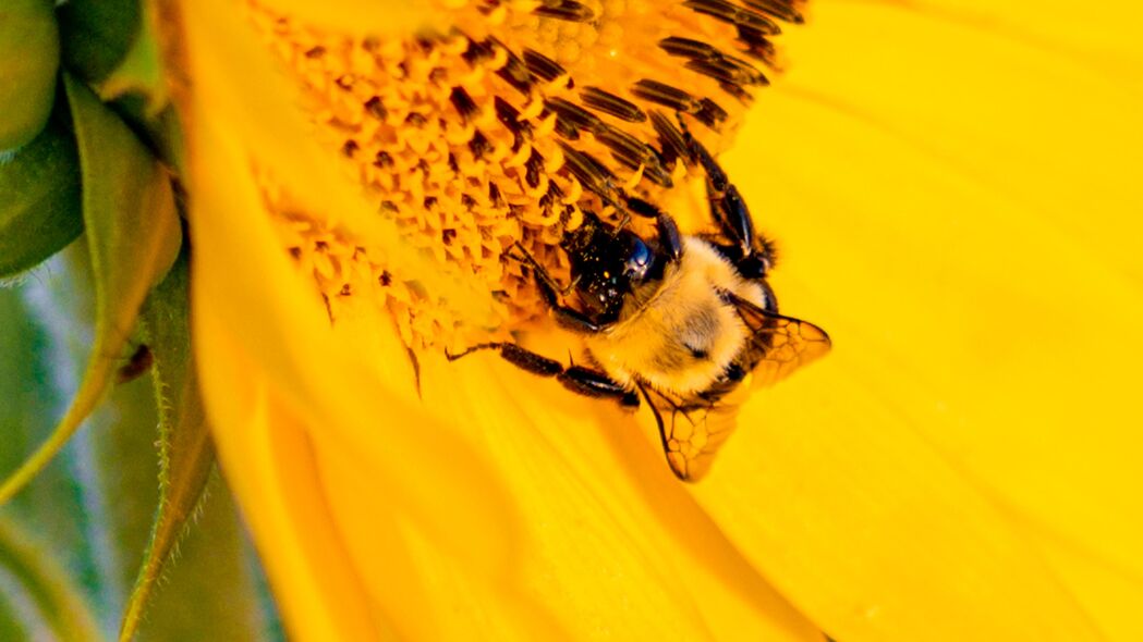 蜜蜂 昆虫 向日葵 花瓣 宏观 黄色 4k壁纸 3840x2160