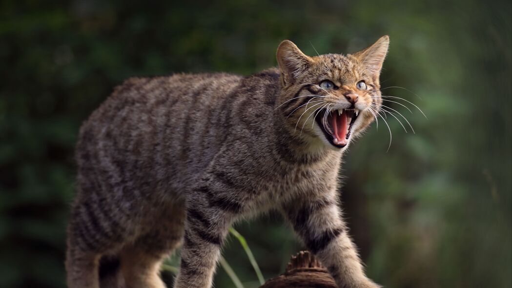 野猫獠牙4K高清壁纸，野生动物风采尽显，3840x2160分辨率下载