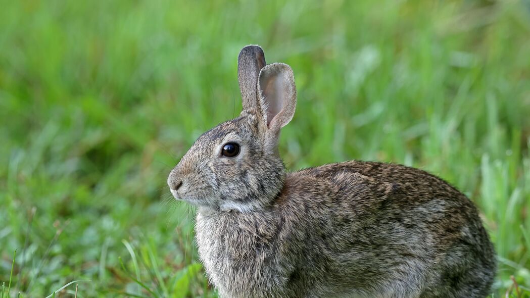 兔子 动物 可爱 草 4k壁纸 3840x2160