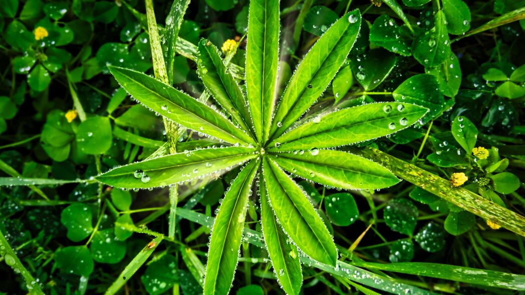 植物微观之美，水滴叶尖4K高清壁纸，宏观视觉震撼，3840x2160超清下载