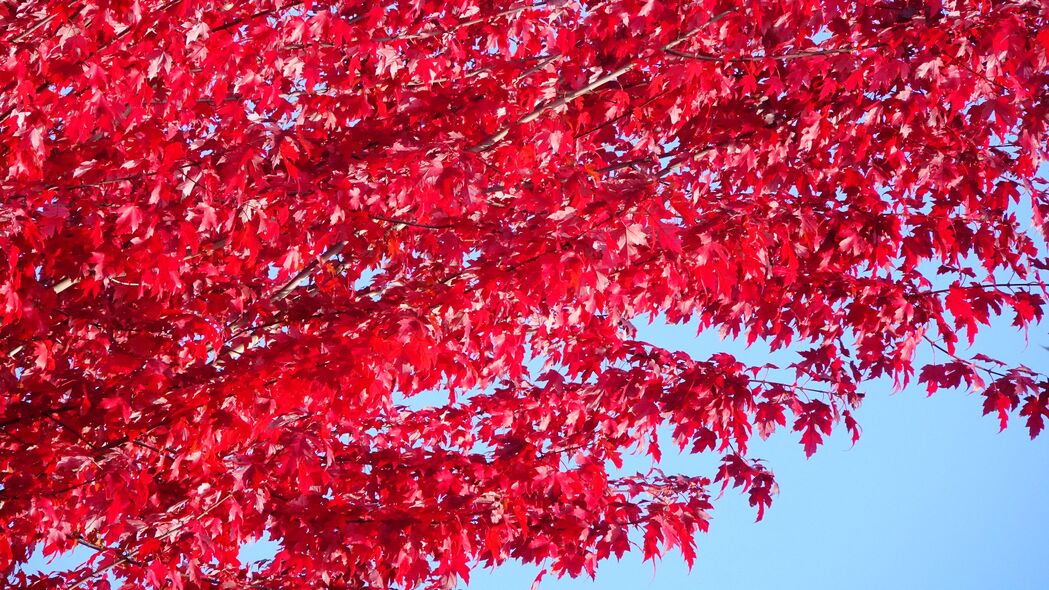 树 树叶 红色 秋季 4k壁纸 3840x2160