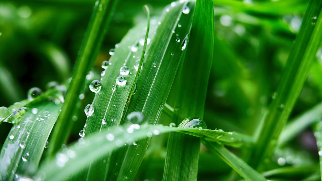植物 叶子 水滴 潮湿 绿色 宏观 4k壁纸 3840x2160