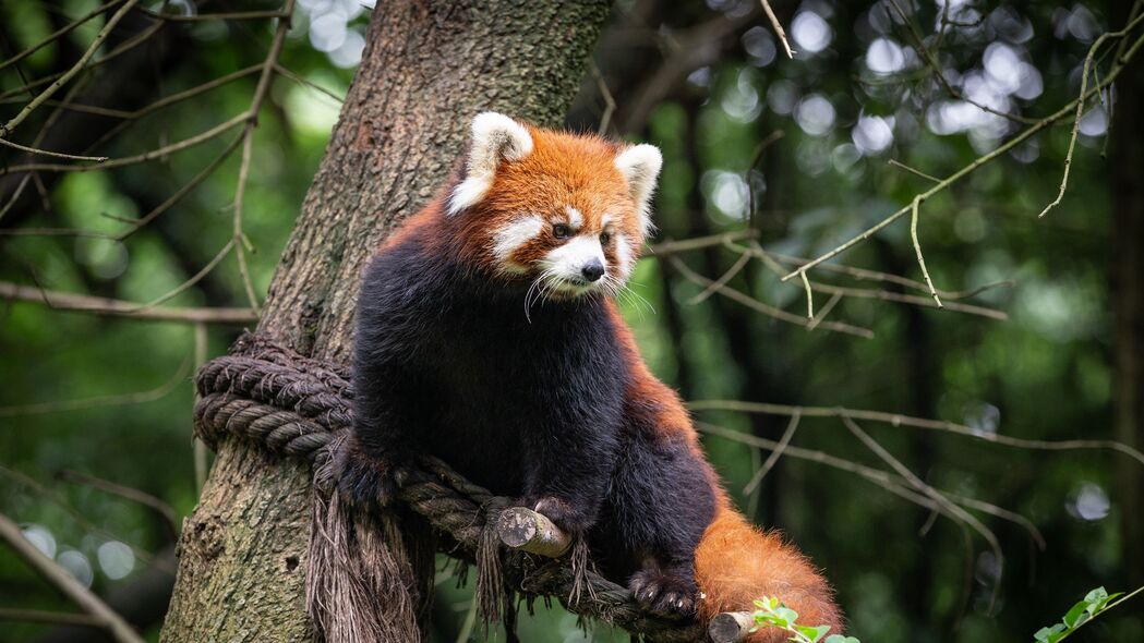 红熊猫在树枝间嬉戏，高清4K动物壁纸，3840x2160分辨率，免费下载