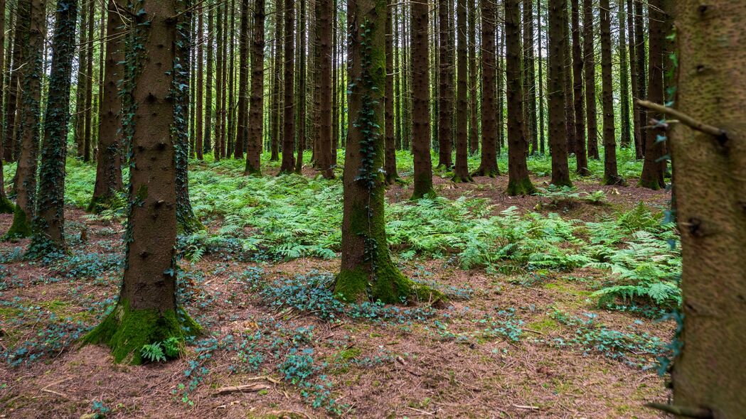 森林 树木 苔藓 自然 风景 4k壁纸 3840x2160