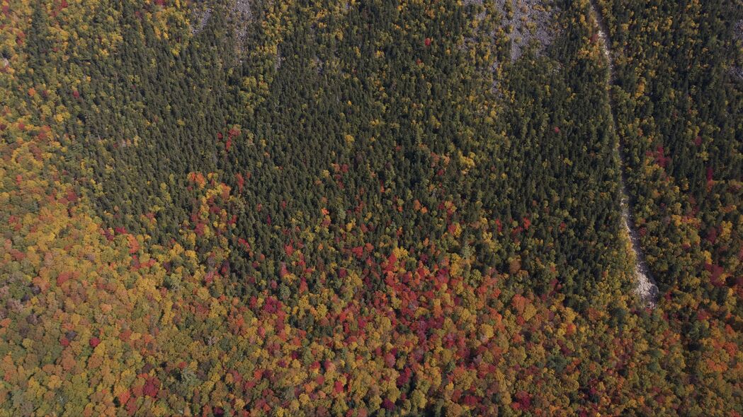 树木 森林 秋天 鸟瞰图 自然 4k壁纸 3840x2160