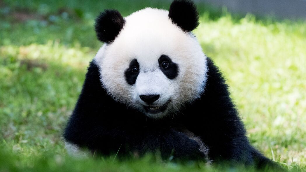 熊猫 蓬松 动物 浏览 4k壁纸 3840x2160