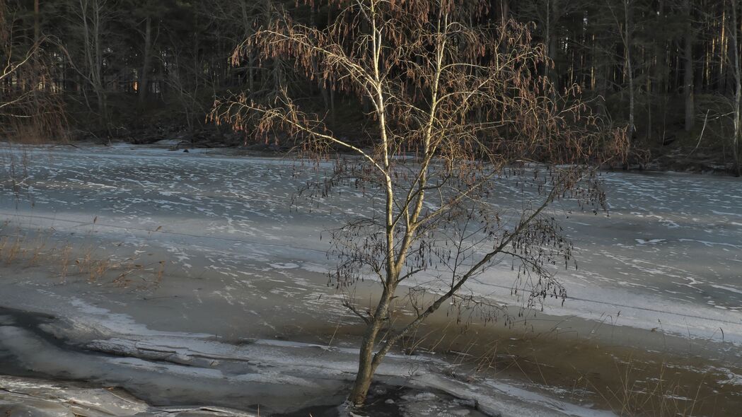 树 海岸 河流 冰 春天 4k壁纸 3840x2160