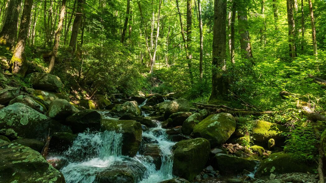 森林 树木 溪流 石头 自然 景观 绿色 4k壁纸 3840x2160