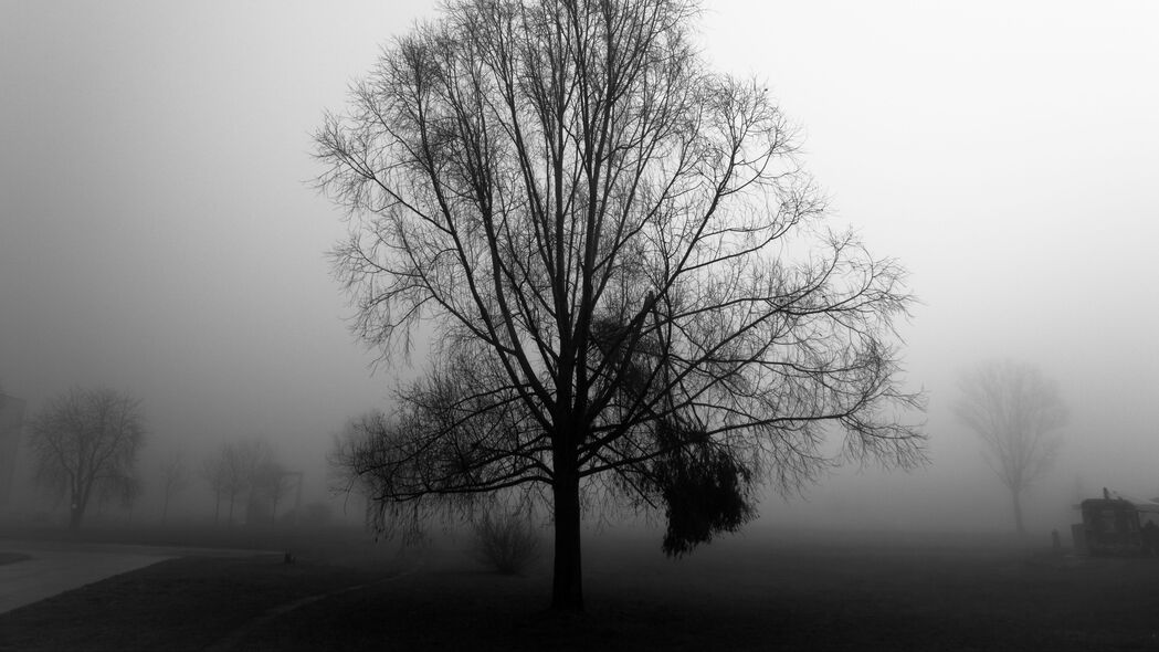 树 树枝 雾 雾 黑白 4k壁纸 3840x2160