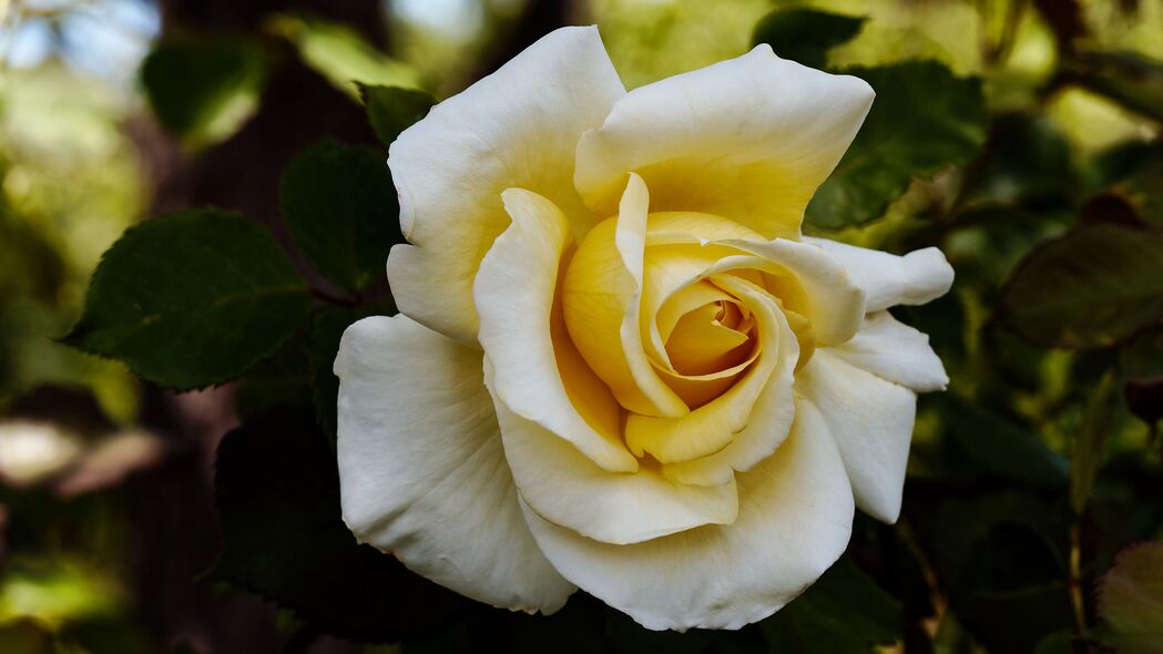 玫瑰 花朵 花瓣 微距 黄色 4k壁纸 3840x2160