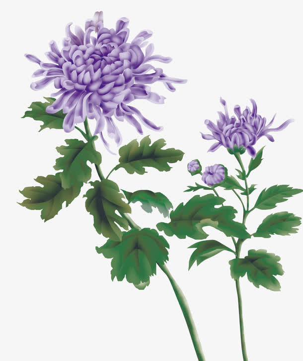 紫色菊花工笔画素材