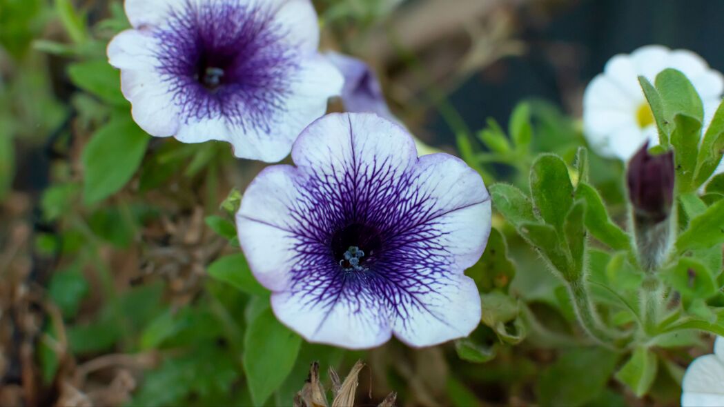 花朵 植物 宏 紫色 4k壁纸 3840x2160