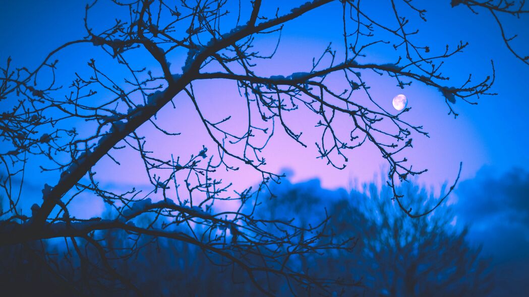 月亮 树枝 树 黄昏 紫色 深色 4k壁纸 3840x2160
