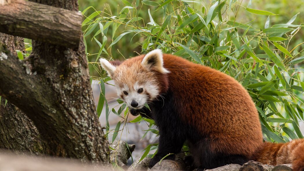 红熊猫4K高清壁纸，毛茸茸身影藏于树叶间，3840x2160分辨率免费下载