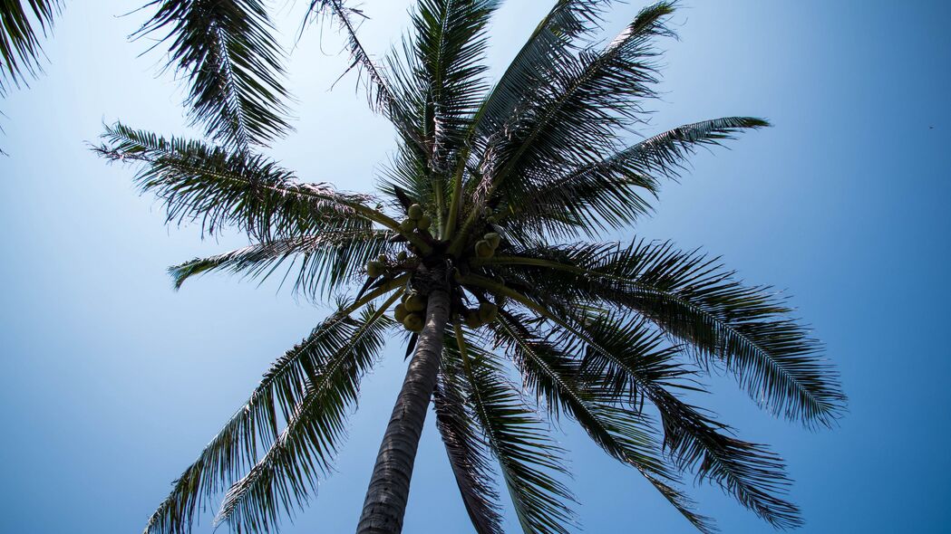 棕榈树 树 椰子 天空 热带 4k壁纸 3840x2160
