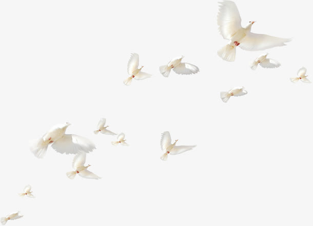 白色白鸽飞翔鸟群