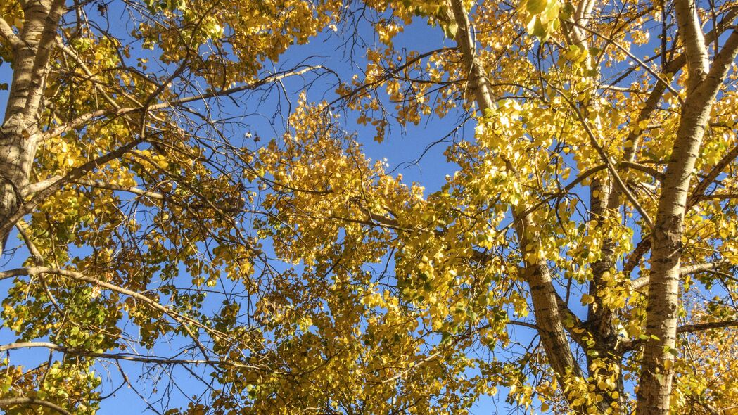 树木 树叶 秋天 黄色 4k壁纸 3840x2160