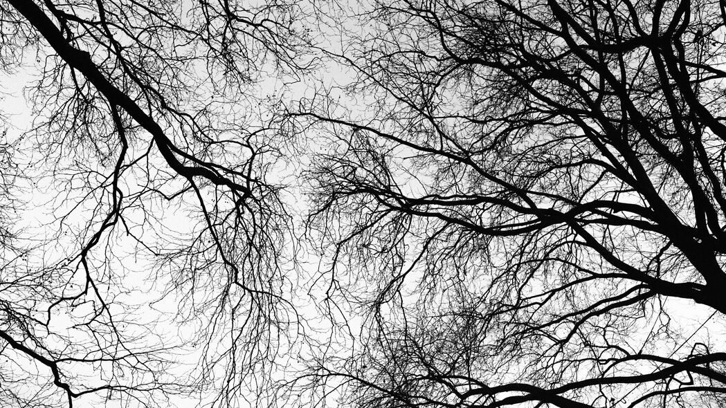 树 树枝 天空 黑白 4k壁纸 3840x2160