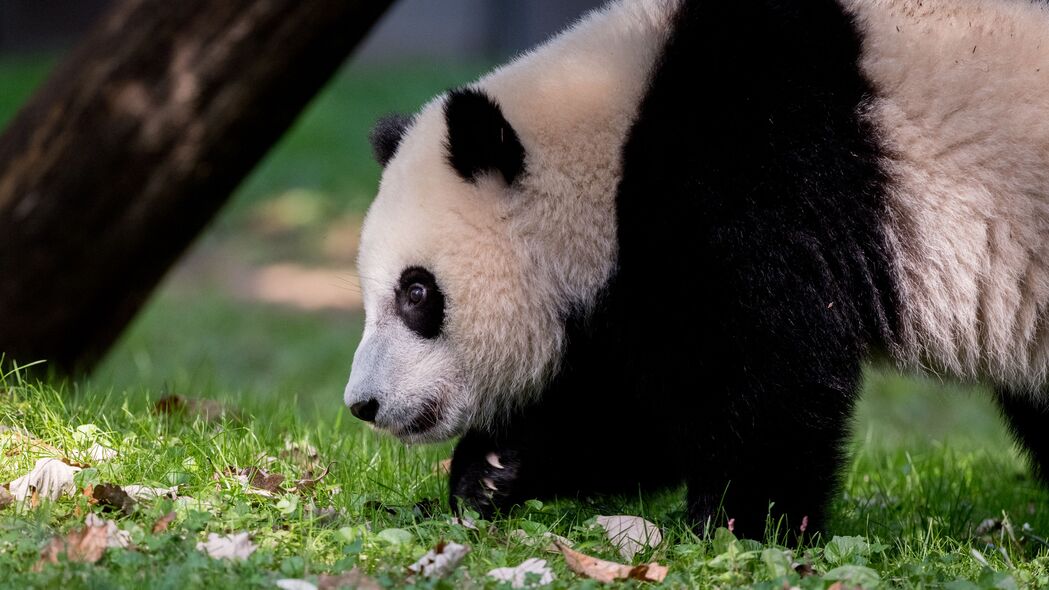 熊猫 动物 蓬松 浏览 4k壁纸 3840x2160