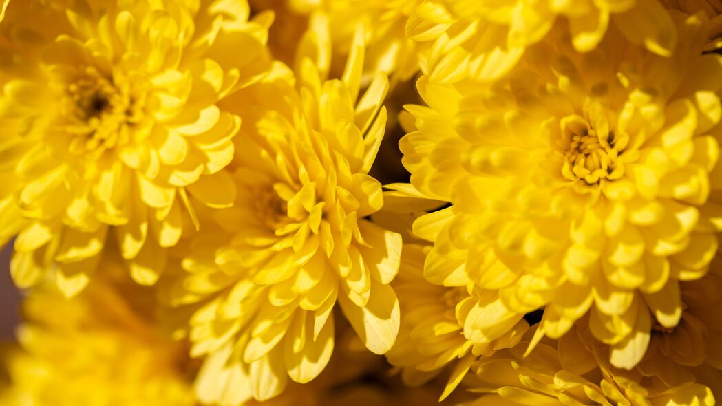 菊花 花朵 花瓣 黄色 明亮 宏观 4k壁纸 3840x2160