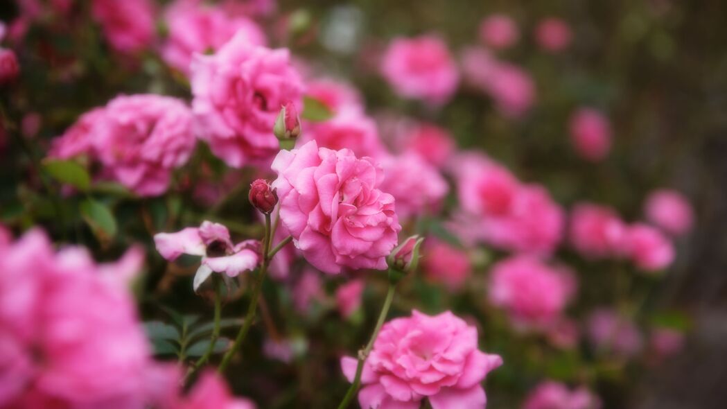 玫瑰 花朵 花瓣 粉红色 宏观 4k壁纸 3840x2160