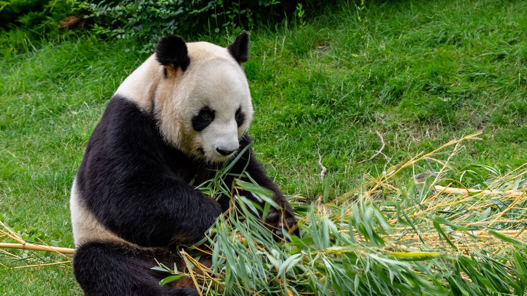 熊猫 动物 竹子 茎 叶 4k壁纸 3840x2160