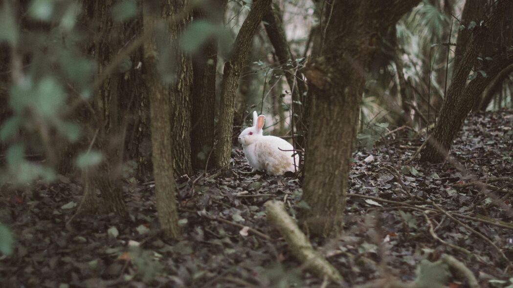 兔子 动物 森林 树木 野生动物 4k壁纸 3840x2160