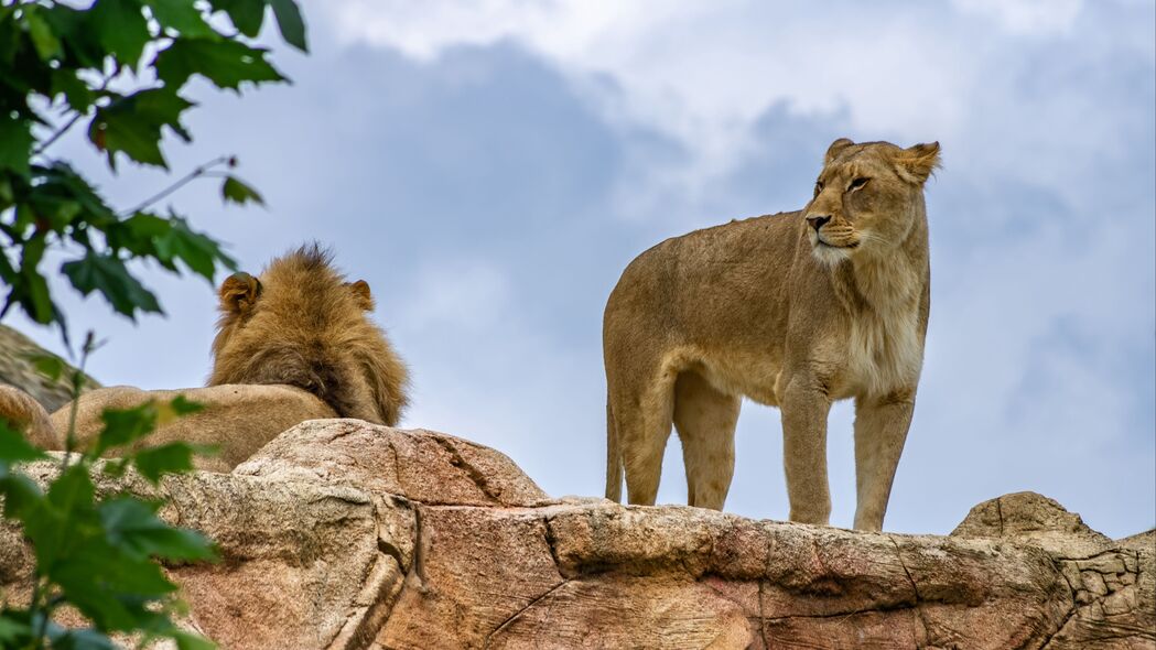 母狮 狮子 动物 捕食者 大猫 4k壁纸 3840x2160