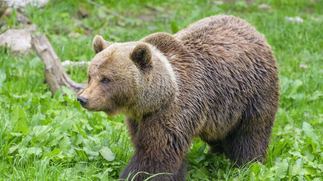熊 动物 捕食者 草 野生动物 4k壁纸 3840x2160