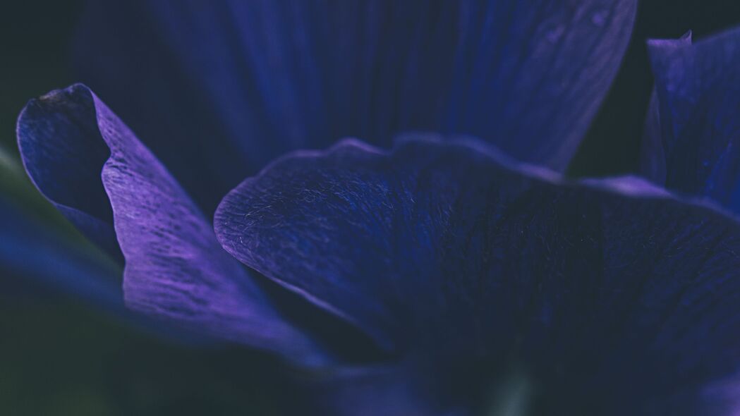 花 花瓣 紫色 宏观 4k壁纸 3840x2160