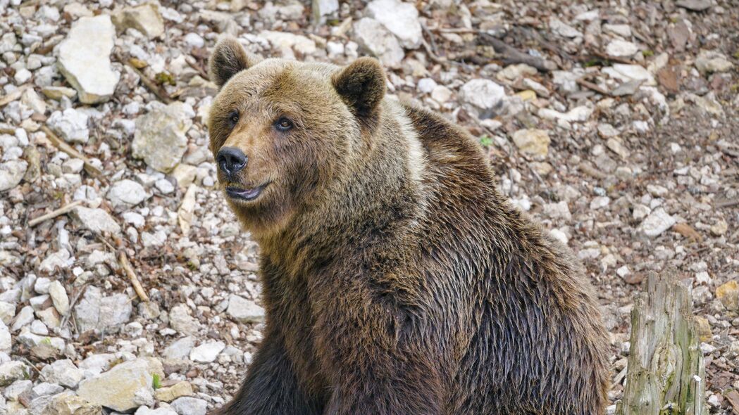 熊 动物 捕食者 石头 野生动物 4k壁纸 3840x2160