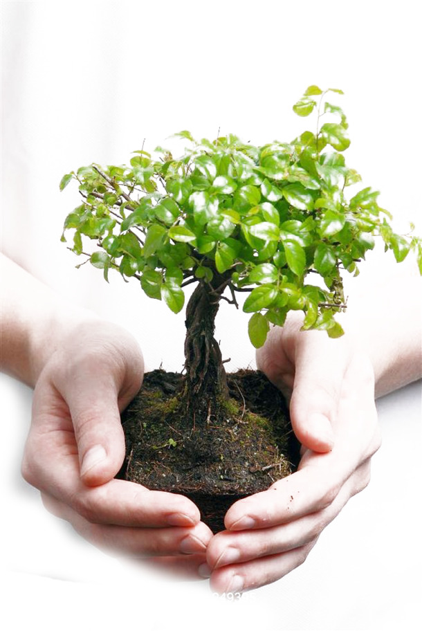 低碳元素PNG透明图集，动植物与植物高清设计素材，免费下载