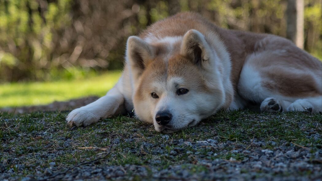 悲伤一瞥，高清4K柴犬狗宠物壁纸，3840x2160分辨率，免费下载