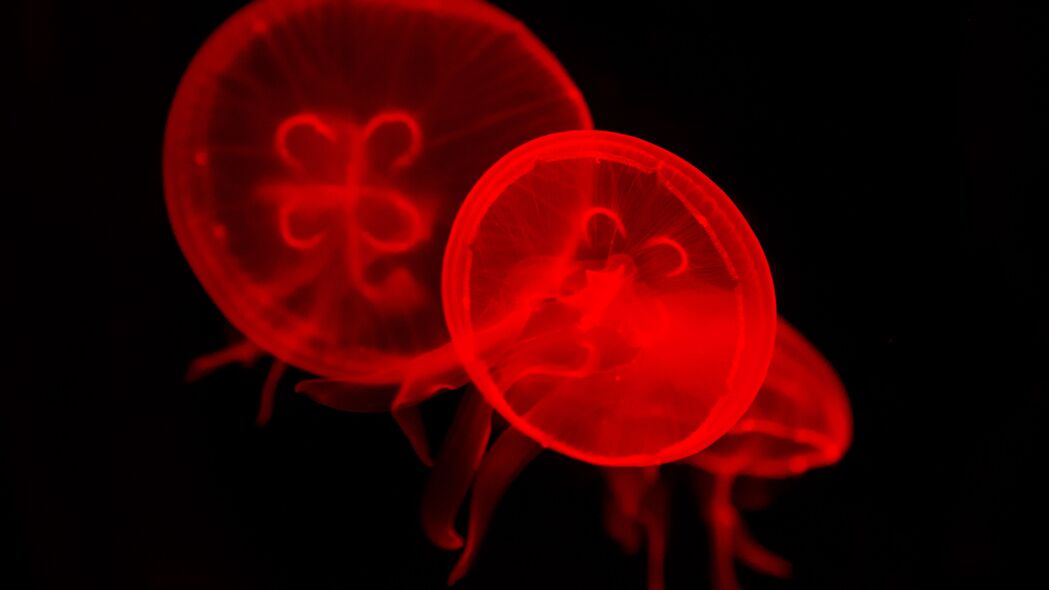 水母之美，深红水下幻境，超高清4K壁纸，3840x2160精选下载