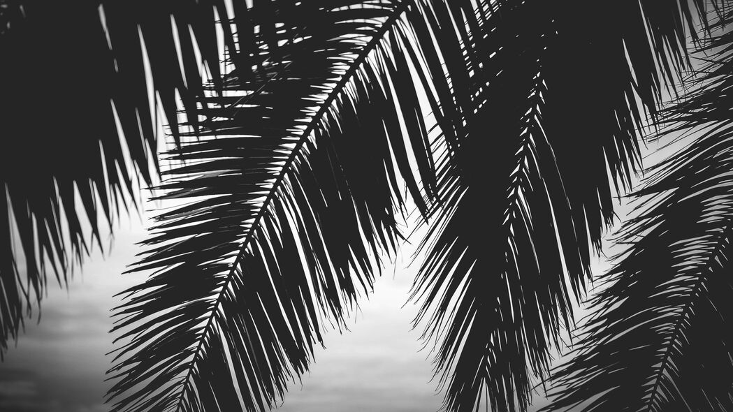 棕榈树 树叶 剪影 黑白 深色 4k壁纸 3840x2160