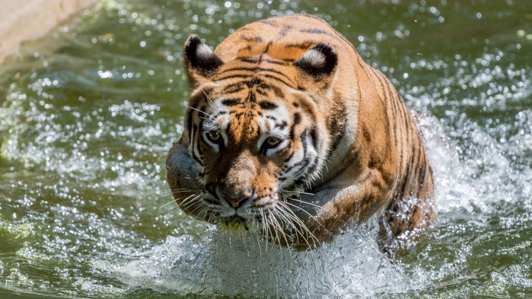 老虎 动物 捕食者 水 大猫 4k壁纸 3840x2160